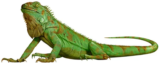 Grøn leguan (Iguana iguana)